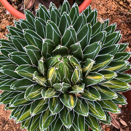 Nasiona Agawy Królowej Wiktorii - Agave Victoriae-Regina