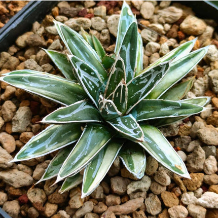 Nasiona Agawy Królowej Wiktorii - Agave Victoriae-Regina