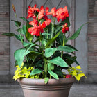 Nasiona Paciorecznika Indyjskiego (Canna indica)