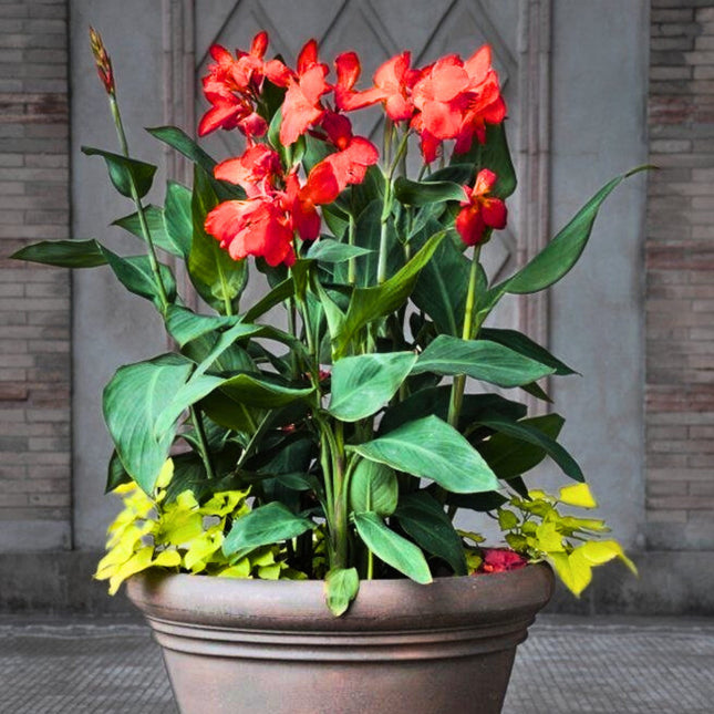 Nasiona Paciorecznika Indyjskiego - Canna Indica