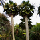 Nasiona Palmy Bailey'a (Copernicia baileyana)