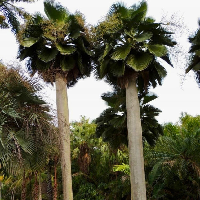 Nasiona Palmy Bailey'a - Copernicia Baileyana