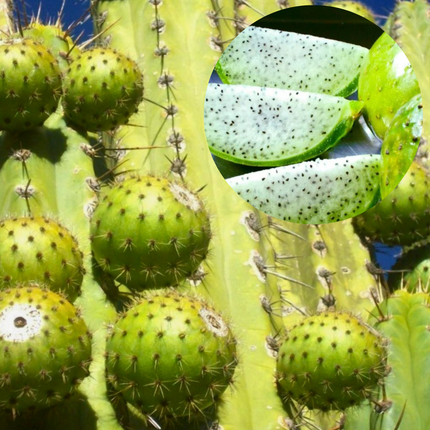Nasiona Kaktusa Andyjskiego - Corryocactus Brevistylus