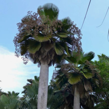 Nasiona Palmy Bailey'a - Copernicia Baileyana