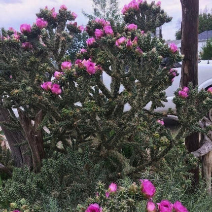 Nasiona Cylindropuncji Drzewiastej - Cylindropuntia Imbricata