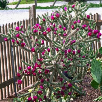 Nasiona Cylindropuncji Drzewiastej - Cylindropuntia Imbricata