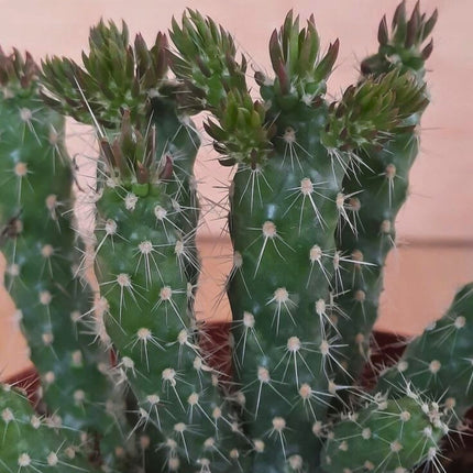 Nasiona Cylindropuncji Drzewiastej - Cylindropuntia Imbricata