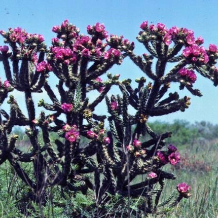 Nasiona Cylindropuncji Drzewiastej - Cylindropuntia Imbricata