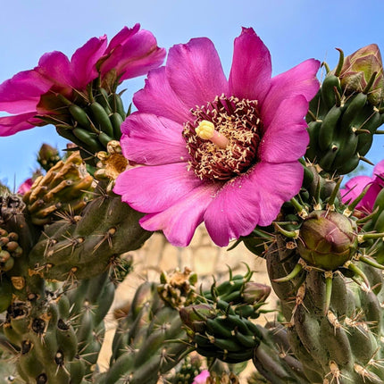 Nasiona Cylindropuncji Drzewiastej - Cylindropuntia Imbricata