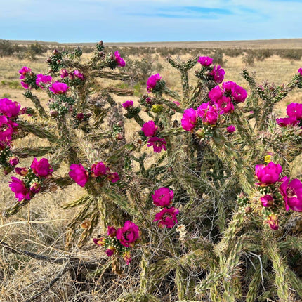 Nasiona Cylindropuncji Drzewiastej - Cylindropuntia Imbricata