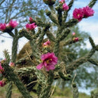 Nasiona Cylindropuncji Drzewiastej (Cylindropuntia imbricata)