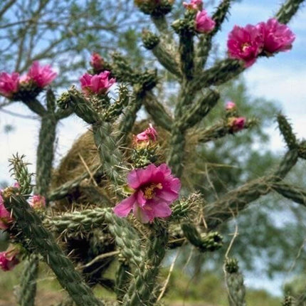 Nasiona Cylindropuncji Drzewiastej - Cylindropuntia Imbricata