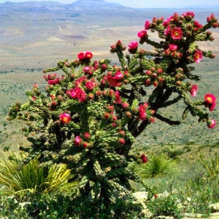 Nasiona Cylindropuncji Drzewiastej - Cylindropuntia Imbricata