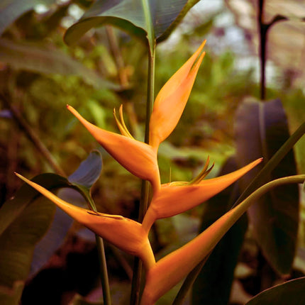 Nasiona Helikonii Latispatha - Heliconia Latispatha