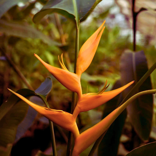 Nasiona Helikonii Latispatha - Heliconia Latispatha