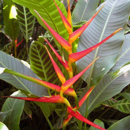 Nasiona Helikonii Latispatha - Heliconia Latispatha