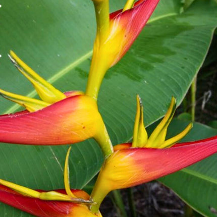 Nasiona Helikonii Latispatha - Heliconia Latispatha