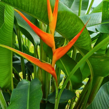 Nasiona Helikonii Latispatha - Heliconia Latispatha