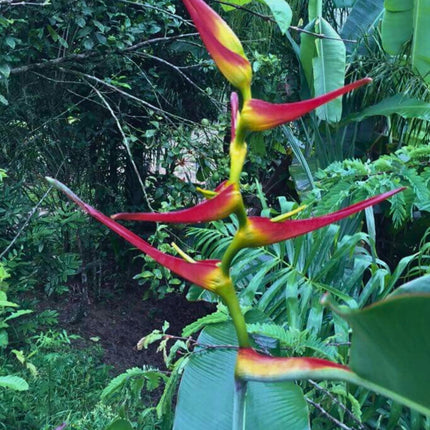 Nasiona Helikonii Latispatha - Heliconia Latispatha