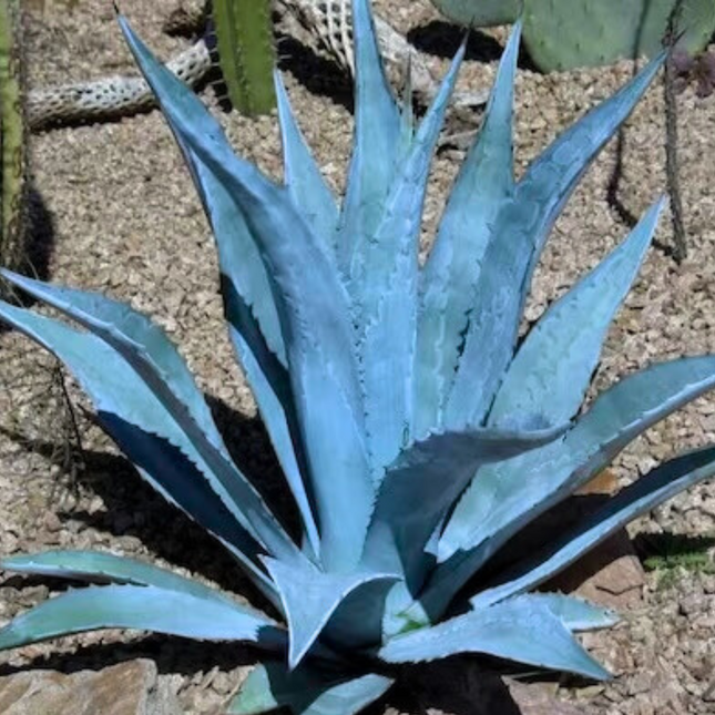 Nasiona Agawy Amerykańskiej Niebieskiej - Agave Americana 'Toliman Blue'