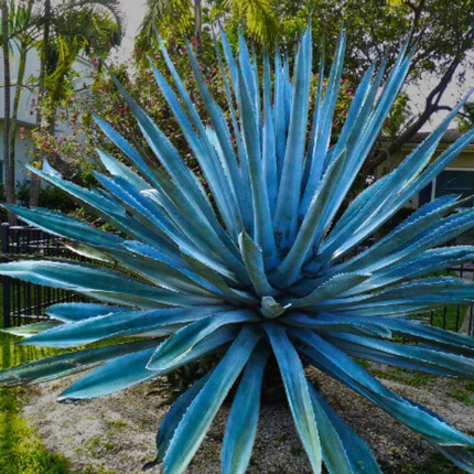Nasiona Agawy Amerykańskiej Niebieskiej - Agave Americana 'Toliman Blue'