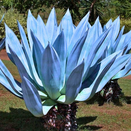 Nasiona Agawy Amerykańskiej Niebieskiej - Agave Americana 'Toliman Blue'