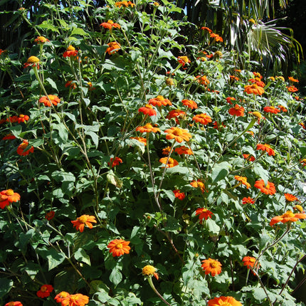 Nasiona Titoni Okrągłolistnej - Tithonia Rotundifolia