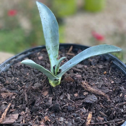 Nasiona Agawy Amerykańskiej Niebieskiej - Agave Americana 'Toliman Blue'