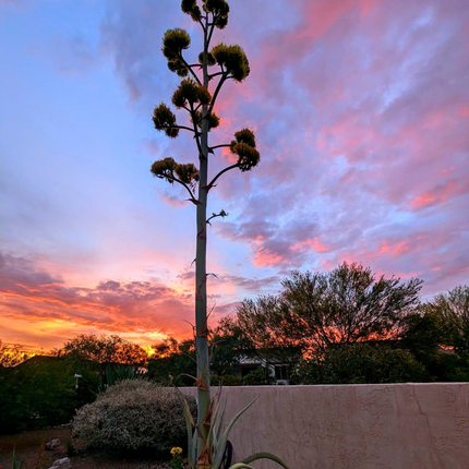 Nasiona Agawy Amerykańskiej Niebieskiej - Agave Americana 'Toliman Blue'