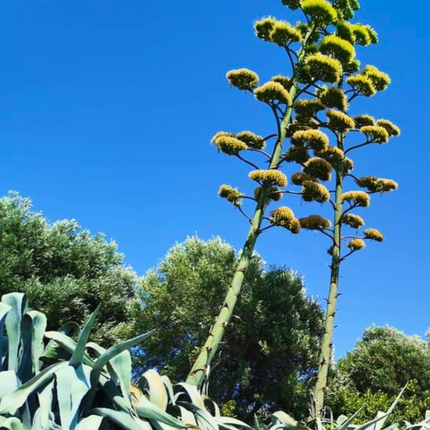 Nasiona Agawy Amerykańskiej Niebieskiej - Agave Americana 'Toliman Blue'