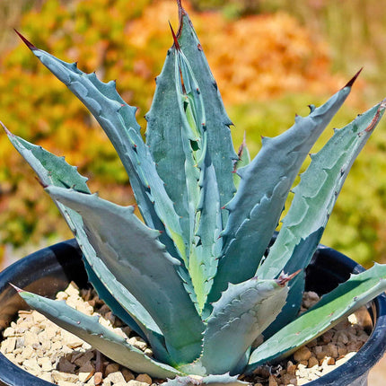 Nasiona Agawy Amerykańskiej - Agave Americana