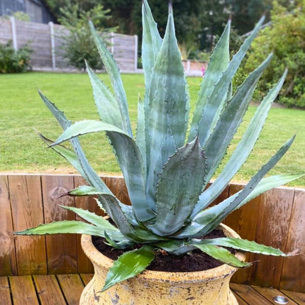 Nasiona Agawy Amerykańskiej - Agave Americana