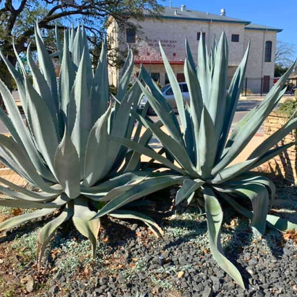 Nasiona Agawy Amerykańskiej - Agave Americana
