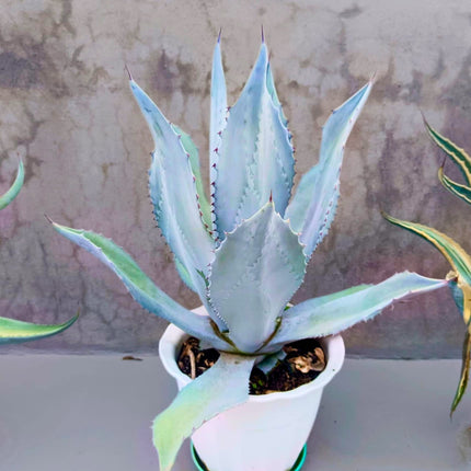 Nasiona Agawy Amerykańskiej - Agave Americana