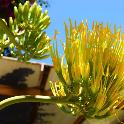 Nasiona Agawy Amerykańskiej - Agave Americana