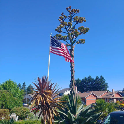 Nasiona Agawy Amerykańskiej - Agave Americana