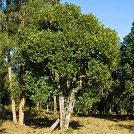 Nasiona Yerba Mate - Ilex Paraguariensis