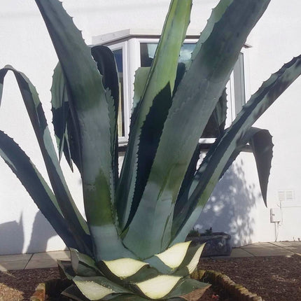 Nasiona Agawy Amerykańskiej - Agave Americana