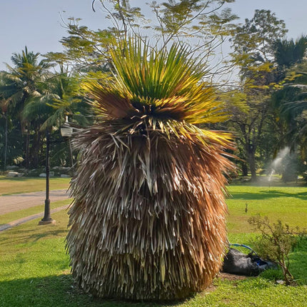 Nasiona Kopernicji Wielkojęzyczkowej - Copernicia Macroglossa
