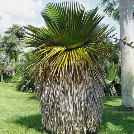 Nasiona Kopernicji Wielkojęzyczkowej - Copernicia Macroglossa