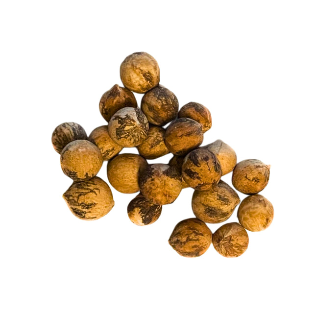 Nasiona Kopernicji Wielkojęzyczkowej - Copernicia Macroglossa