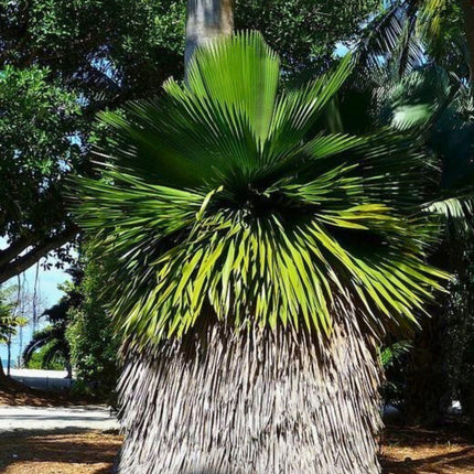 Nasiona Kopernicji Wielkojęzyczkowej - Copernicia Macroglossa