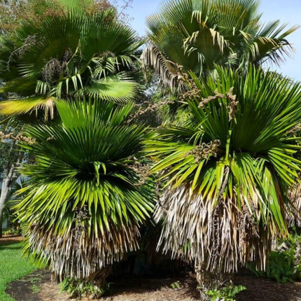 Nasiona Kopernicji Wielkojęzyczkowej - Copernicia Macroglossa