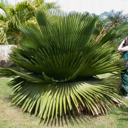 Nasiona Kopernicji Wielkojęzyczkowej - Copernicia Macroglossa