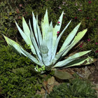 Nasiona Złotej Agawy (Agave chrysantha)