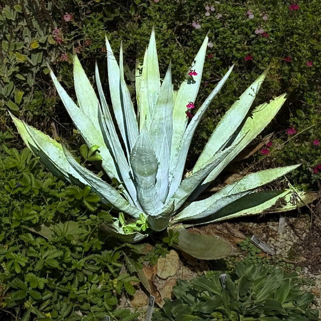Nasiona Złotej Agawy - Agave Chrysantha
