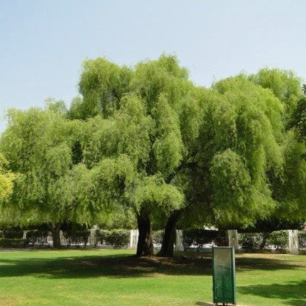 Nasiona Jadłoszynu Khejri - Prosopis Cineraria