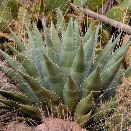 Nasiona Złotej Agawy - Agave Chrysantha