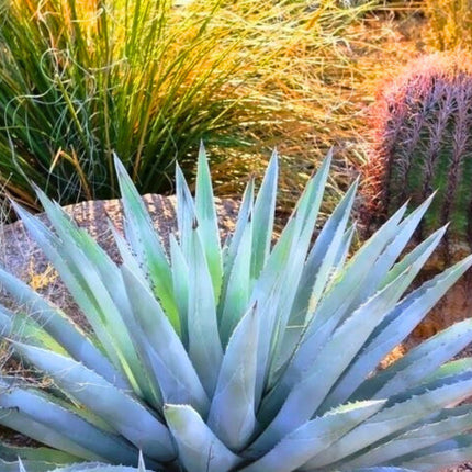 Nasiona Złotej Agawy - Agave Chrysantha