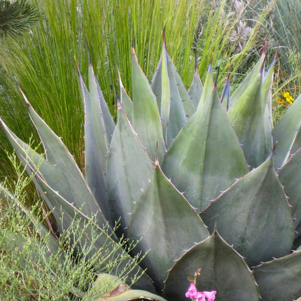 Nasiona Agawy Havarda - Agave Havardiana